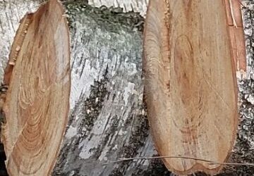 Warum trockenes Kaminholz besser brennt